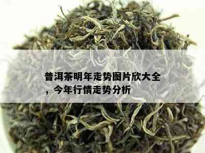 普洱茶明年走势图片欣大全，今年行情走势分析