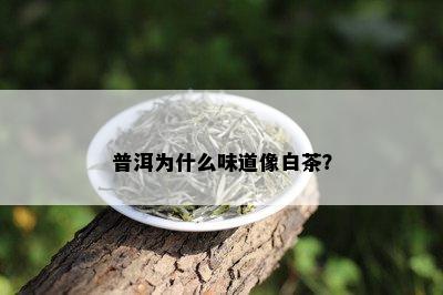 普洱为什么味道像白茶？