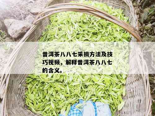 普洱茶八八七采摘方法及技巧视频，解释普洱茶八八七的含义。