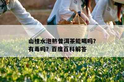 山楂水泡熟普洱茶能喝吗？有吗？百度百科解答