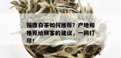 福鼎白茶如何推荐？产地和推荐给顾客的建议，一网打尽！