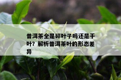 普洱茶全是碎叶子吗还是干叶？解析普洱茶叶的形态差异