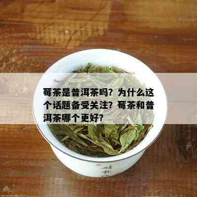 莓茶是普洱茶吗？为什么这个话题备受关注？莓茶和普洱茶哪个更好？