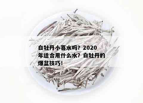 白牡丹小喜水吗？2020年适合用什么水？白牡丹的爆盆技巧！