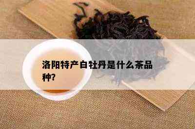 洛阳特产白牡丹是什么茶品种？