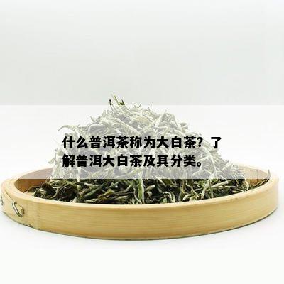 什么普洱茶称为大白茶？了解普洱大白茶及其分类。