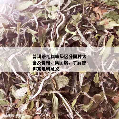 普洱茶毛料等级区分图片大全及价格，集图解，了解普洱茶毛料意义