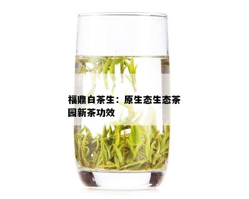 福鼎白茶生：原生态生态茶园新茶功效