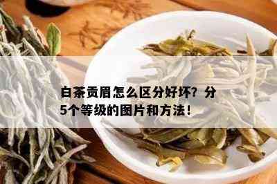 白茶贡眉怎么区分好坏？分5个等级的图片和方法！