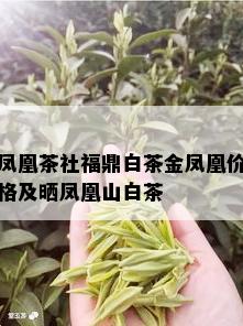 凤凰茶社福鼎白茶金凤凰价格及晒凤凰山白茶