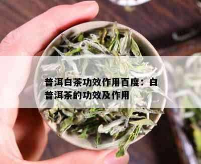 普洱白茶功效作用百度：白普洱茶的功效及作用