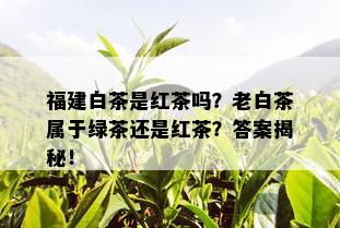 福建白茶是红茶吗？老白茶属于绿茶还是红茶？答案揭秘！