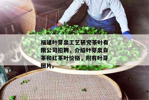 福建叶芽泉工艺研究茶叶有限公司招聘，介绍叶芽泉白茶和红茶叶价格，附有叶芽图片。