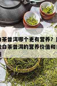 白茶普洱哪个更有营养？比较白茶普洱的营养价值和口感