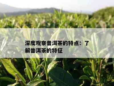 深度观察普洱茶的特点：了解普洱茶的特征