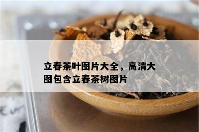 立春茶叶图片大全，高清大图包含立春茶树图片