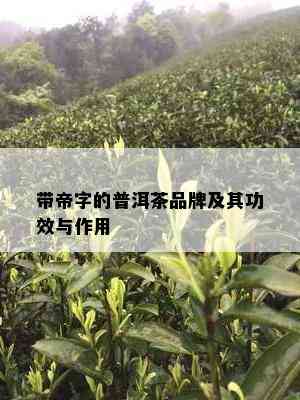 带帝字的普洱茶品牌及其功效与作用