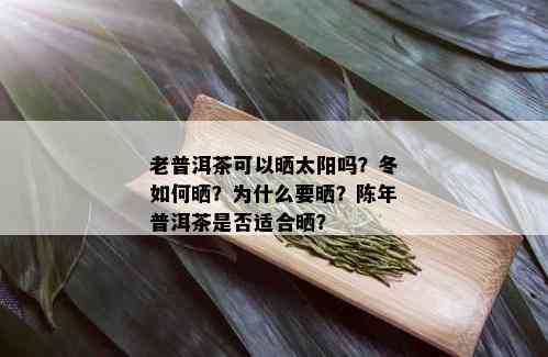 老普洱茶可以晒太阳吗？冬如何晒？为什么要晒？陈年普洱茶是否适合晒？