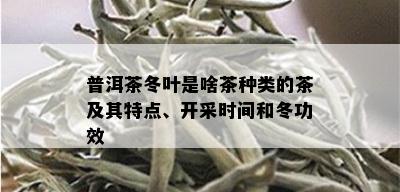 普洱茶冬叶是啥茶种类的茶及其特点、开采时间和冬功效