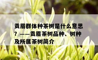 贡眉群体种茶树是什么意思？——贡眉茶树品种、树种及所属茶树简介