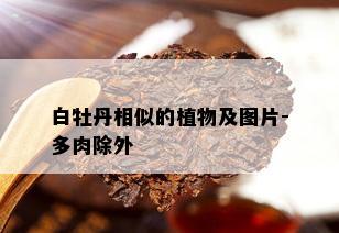 白牡丹相似的植物及图片-多肉除外