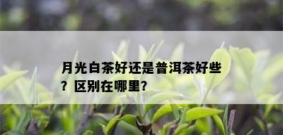 月光白茶好还是普洱茶好些？区别在哪里？