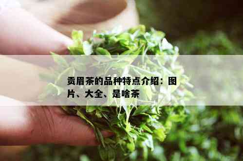 贡眉茶的品种特点介绍：图片、大全、是啥茶