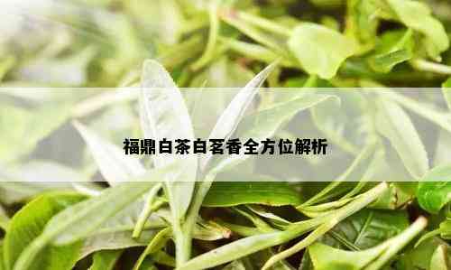 福鼎白茶白茗香全方位解析