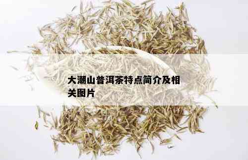 大潮山普洱茶特点简介及相关图片