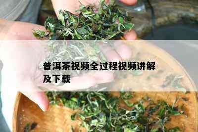 普洱茶视频全过程视频讲解及下载