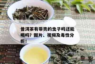 普洱茶有带壳的虫子吗还能喝吗？图片、视频及性分析！