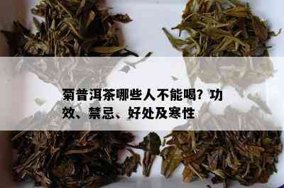 菊普洱茶哪些人不能喝？功效、禁忌、好处及寒性