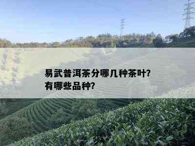 易武普洱茶分哪几种茶叶？有哪些品种？