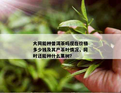 大同能种普洱茶吗现在价格多少钱及其产茶叶情况，同时还能种什么果树？