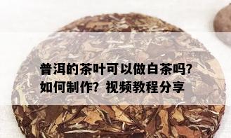 普洱的茶叶可以做白茶吗？如何制作？视频教程分享