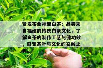 贤发茶业福鼎白茶：品尝来自福建的传统白茶文化，了解白茶的制作工艺与健功效，感受茶叶与文化的交融之美。