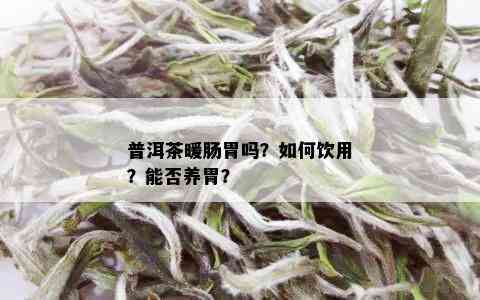 普洱茶暖肠胃吗？如何饮用？能否养胃？