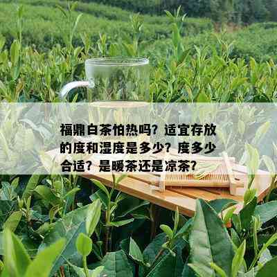 福鼎白茶怕热吗？适宜存放的度和湿度是多少？度多少合适？是暖茶还是凉茶？