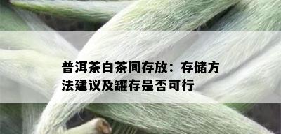 普洱茶白茶同存放：存储方法建议及罐存是否可行