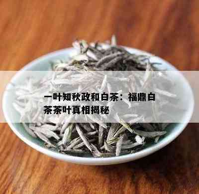 一叶知秋政和白茶：福鼎白茶茶叶真相揭秘