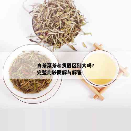 白茶菜茶和贡眉区别大吗？完整比较图解与解答