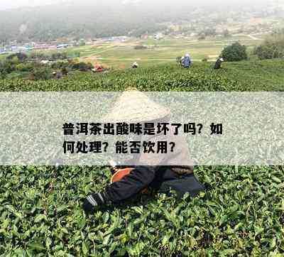 普洱茶出酸味是坏了吗？如何处理？能否饮用？