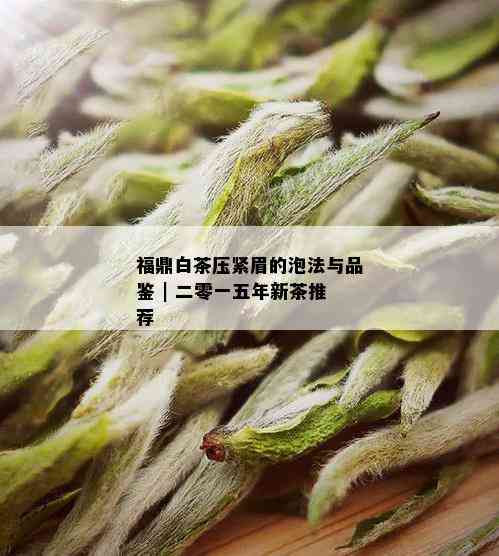 福鼎白茶压紧眉的泡法与品鉴 | 二零一五年新茶推荐