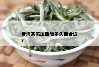 普洱茶蒸压后晒多久最合适？