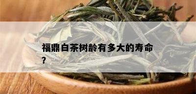 福鼎白茶树龄有多大的寿命？