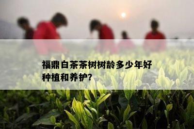 福鼎白茶茶树树龄多少年好种植和养护？