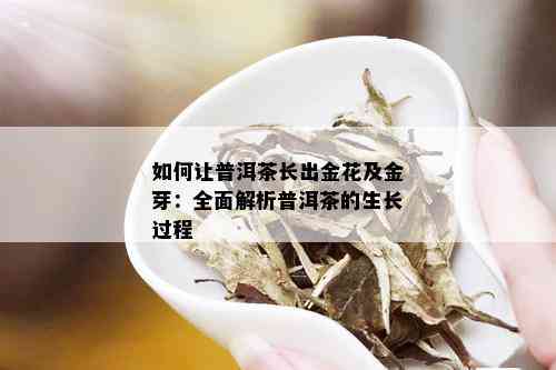 如何让普洱茶长出金花及金芽：全面解析普洱茶的生长过程