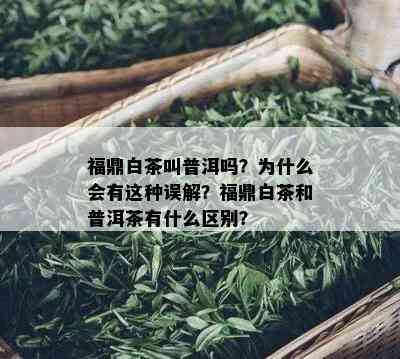 福鼎白茶叫普洱吗？为什么会有这种误解？福鼎白茶和普洱茶有什么区别？