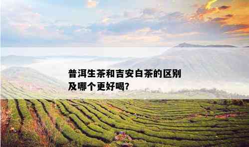 普洱生茶和吉安白茶的区别及哪个更好喝？