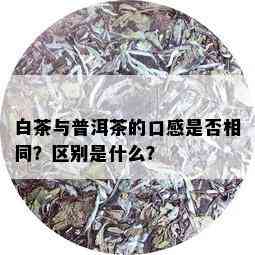 白茶与普洱茶的口感是否相同？区别是什么？